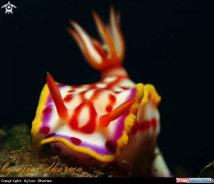 A hypselodoris kaname 