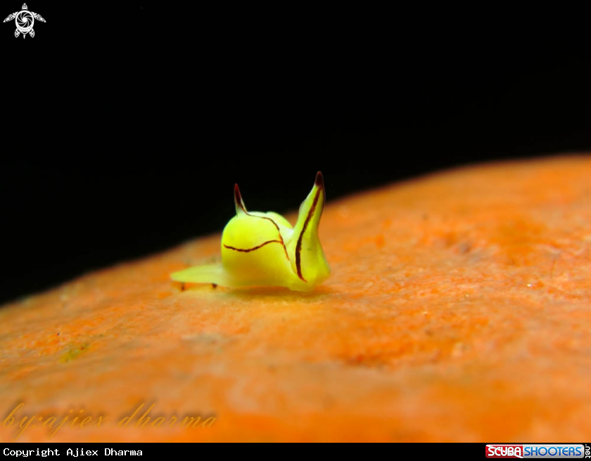 A sipoptheron brunneomarginatum