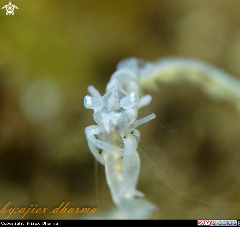A black coral shrimp