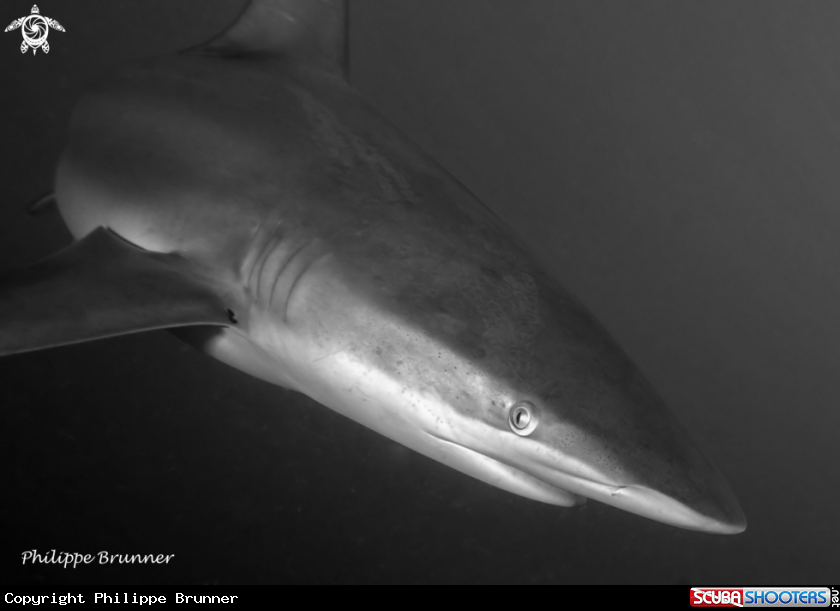 A Dusky shark