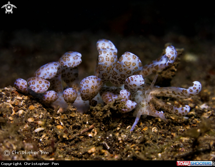 A Solar powered nudibranch 