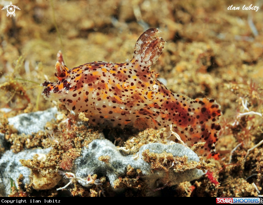 A nudibranch