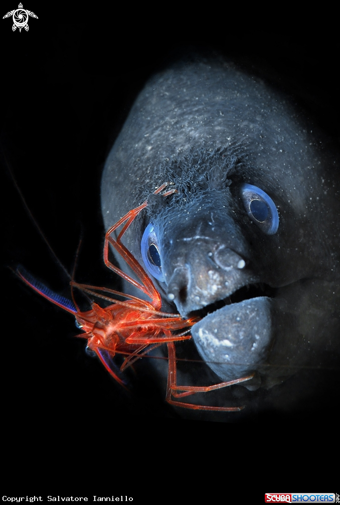 A underwater creature