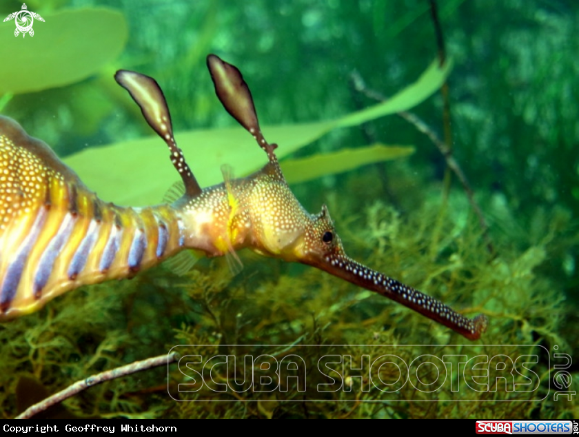 A Weedy Seadragon