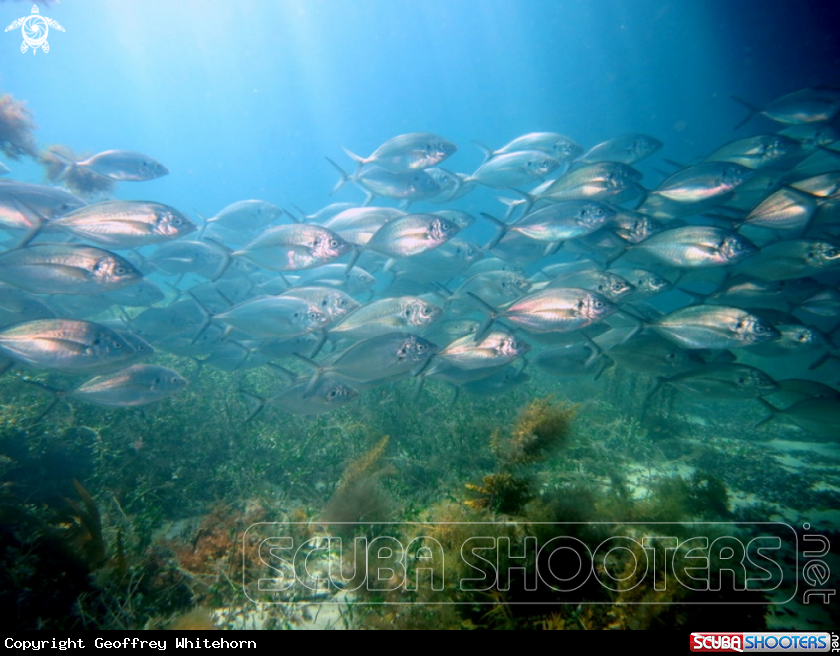 A Silver Trevally