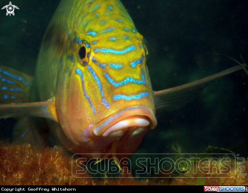 A Southern Goatfish