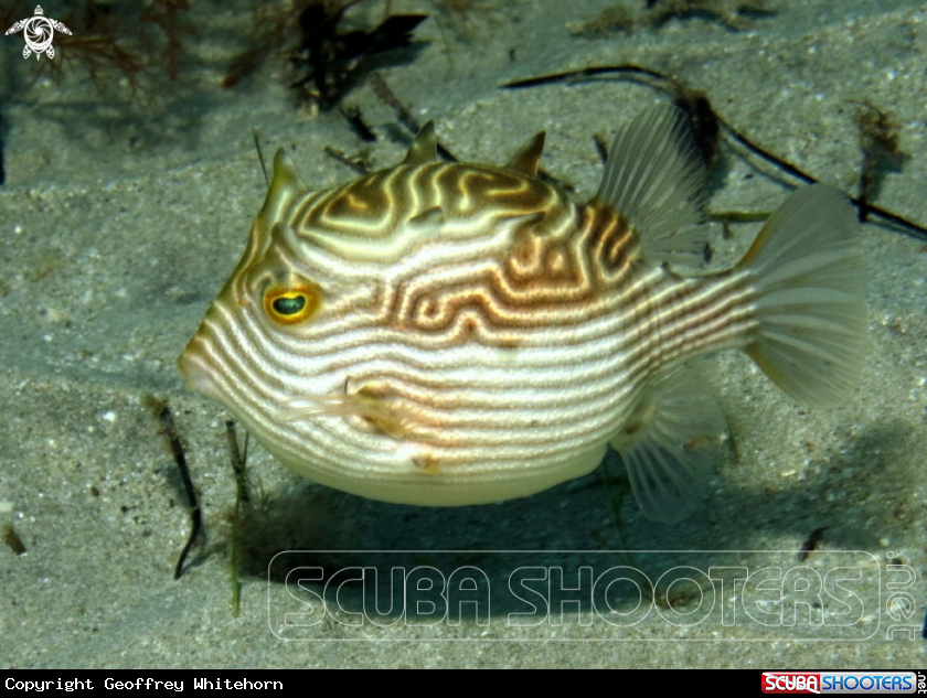 A Shaw's Cowfish