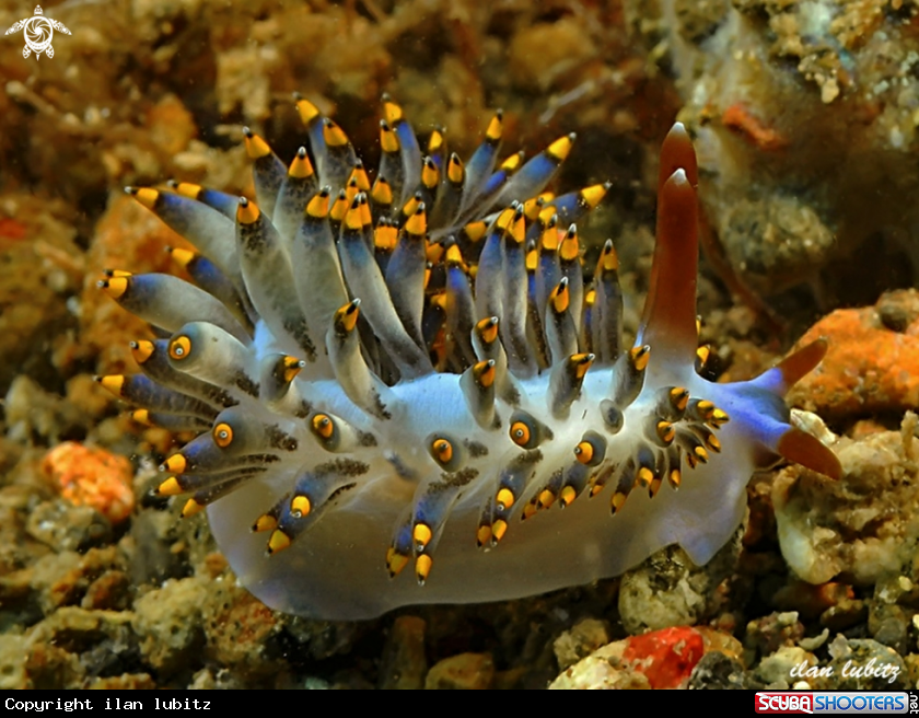A nudibranch