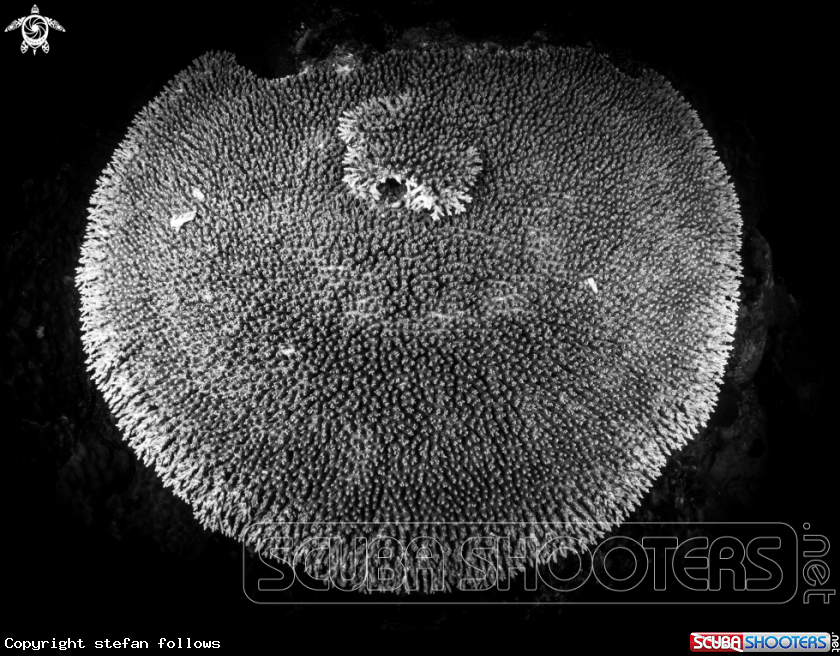 A Coral