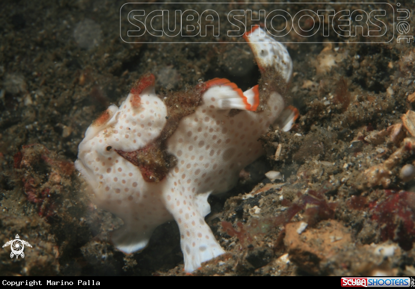 A frogfish
