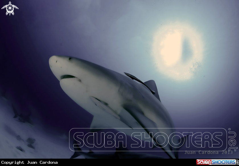 A Bull sharks