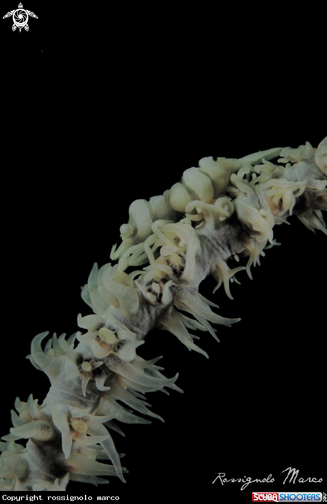 A commensal shrimp
