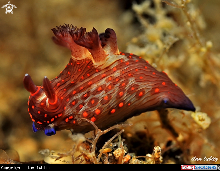 A nudibranch