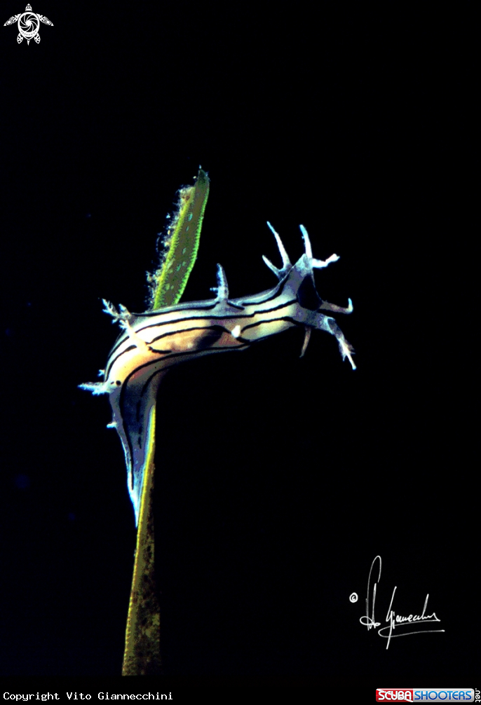 A tritonia