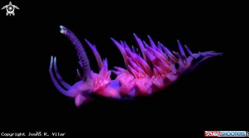 A Flabellina Abensis
