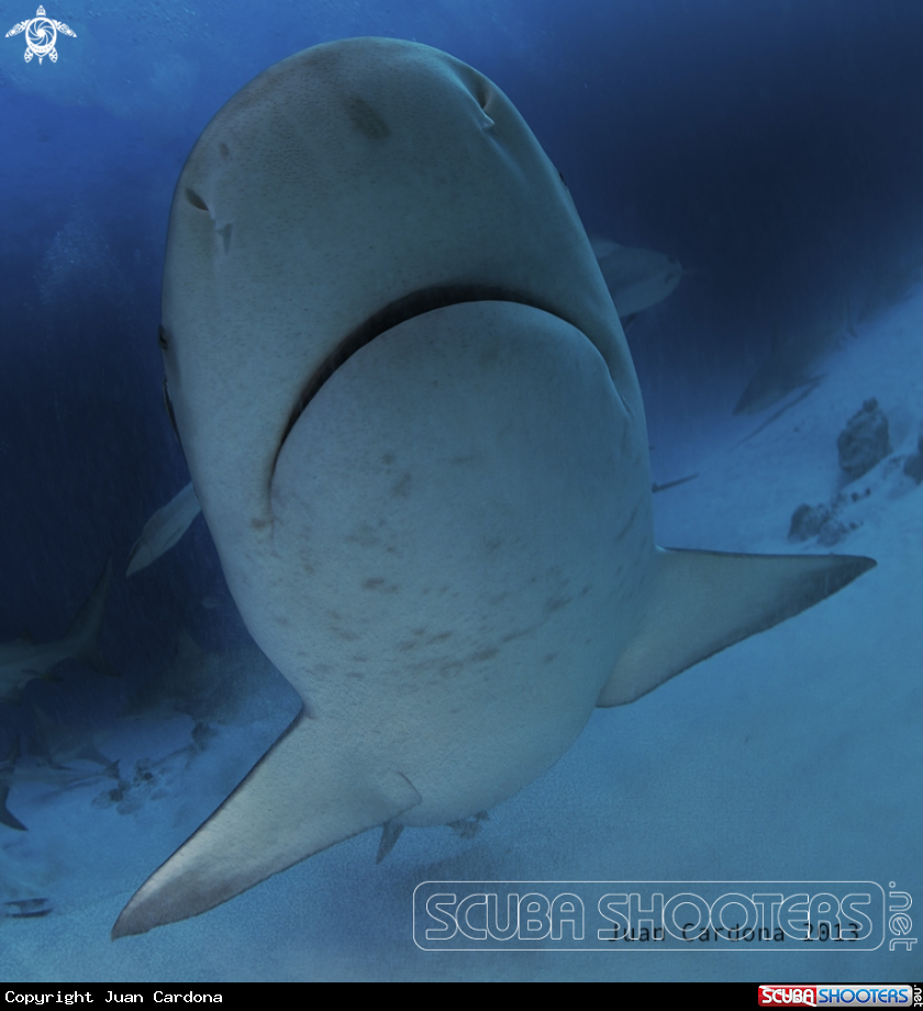 A Bull shark