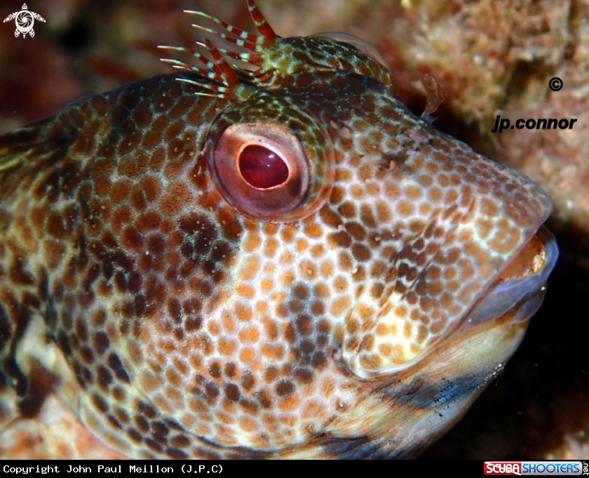A Blennie Pilicorne