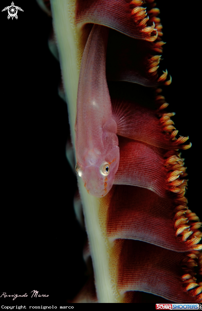 A Ghiozzo gorgonia