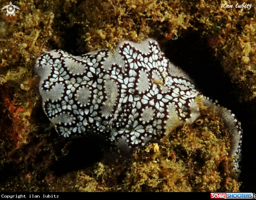 A Sea Squirt