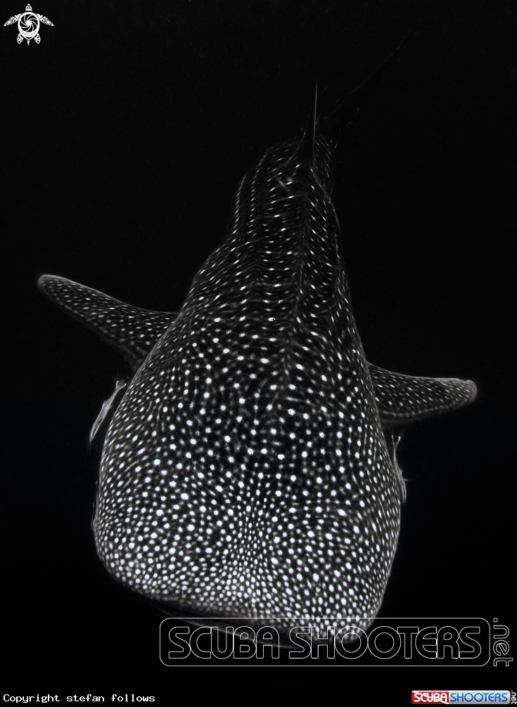 A Whale Shark