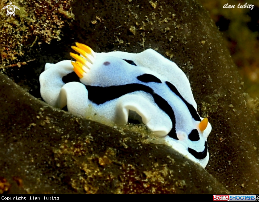 A nudibranch