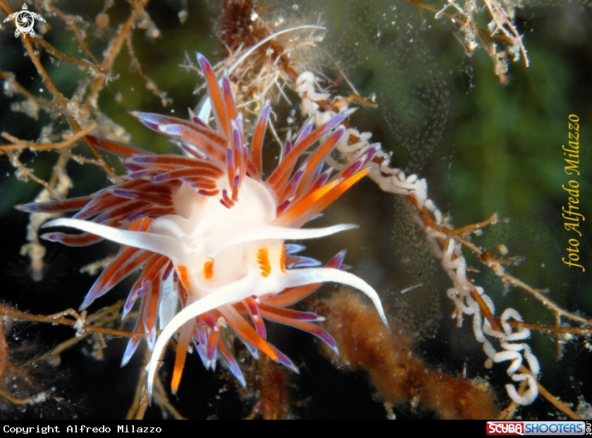 A Nudibranchi