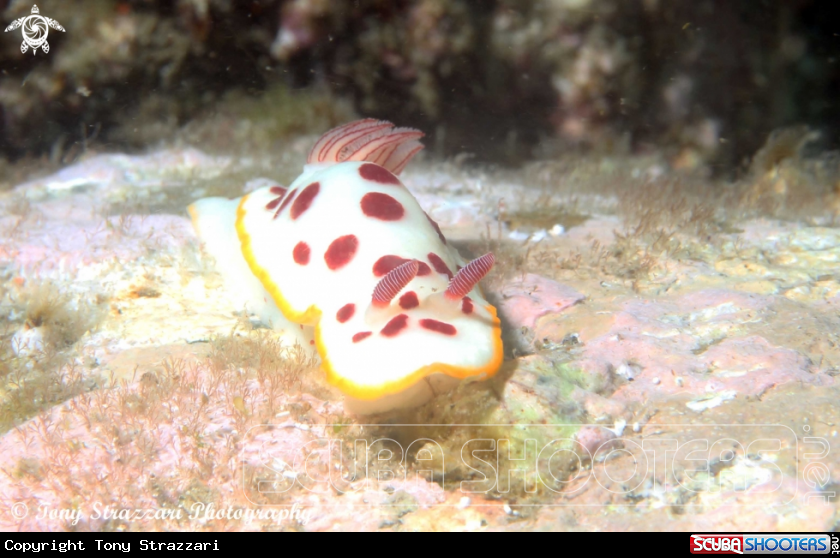 A Splendid Chromodoris