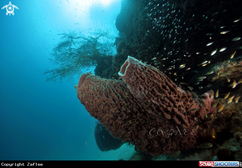 A Hard Coral