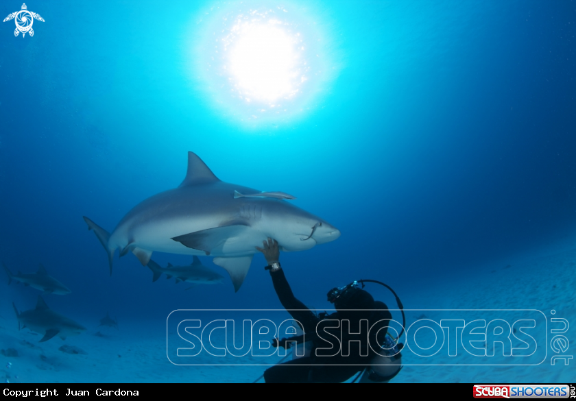 A Bull shark