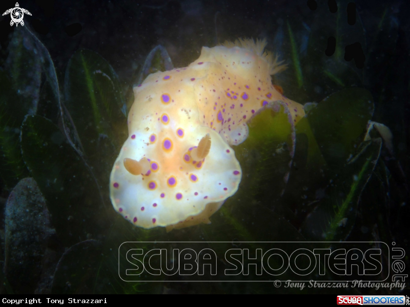 A Short-Tailed Ceratosoma