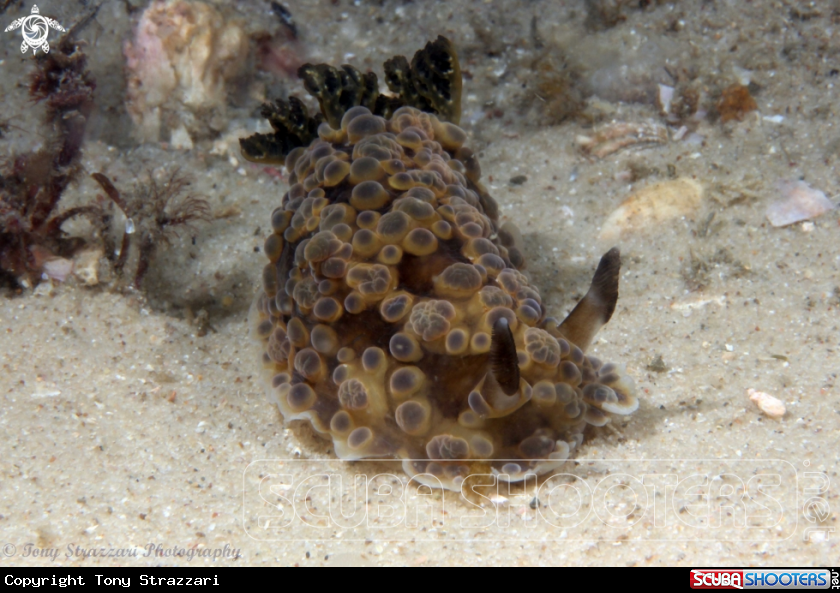 A Bubbly Dendrodoris