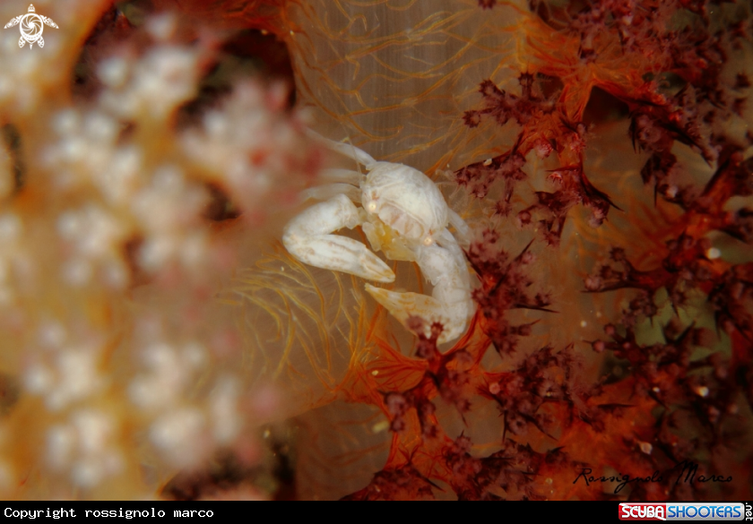A Porcelain crab