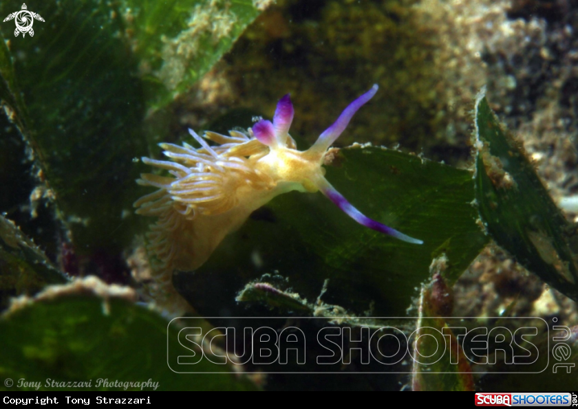 A Pteraeolidia ianthina