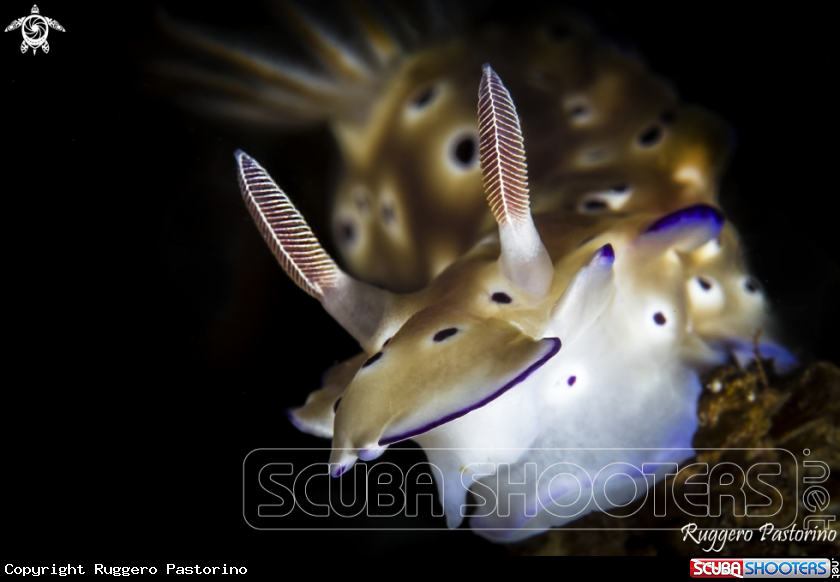 A Nudibranch