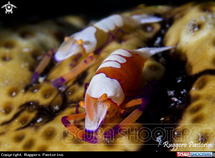 A Emperor shrimp