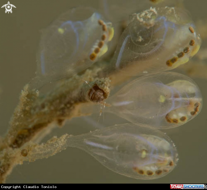 A Skeleton Shrimp