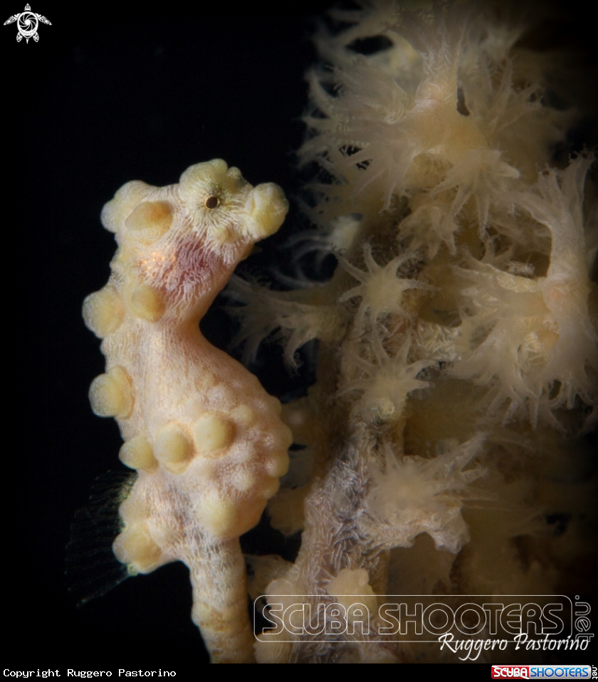 A Pigmy seahorse
