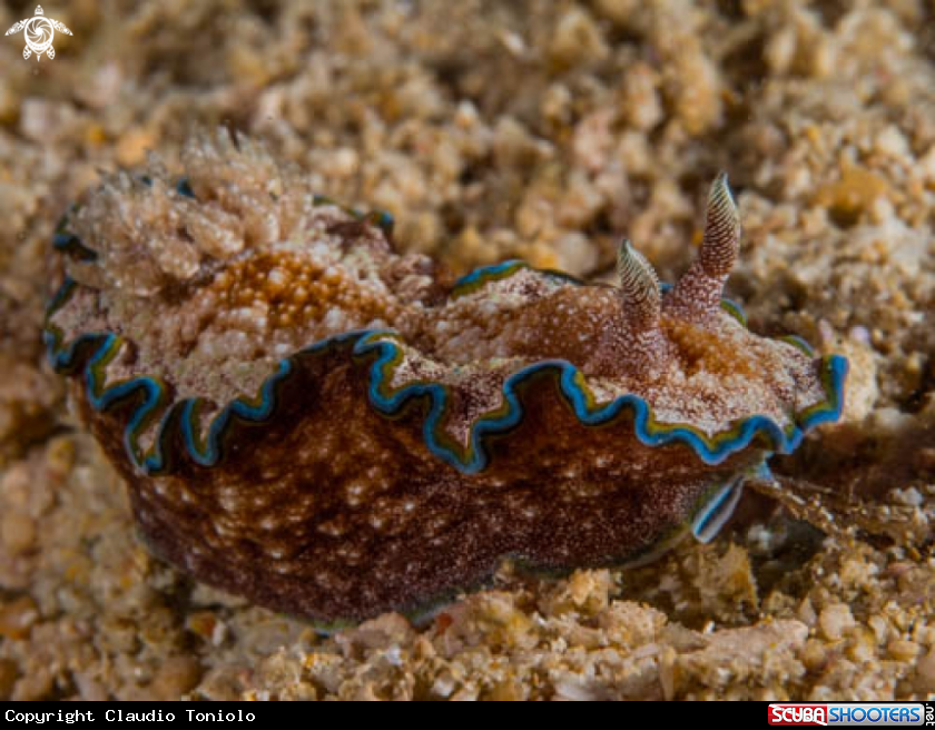 A Glossodoris Cincta