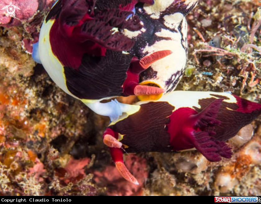 A Nembrotha Chamberlaini