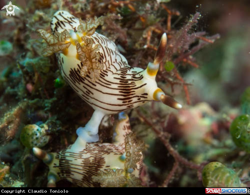 A Nembrotha Lineolata