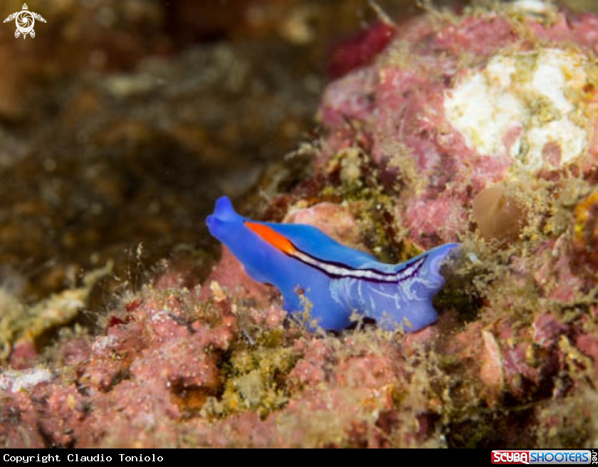 A Pseudoceros Bifurcus