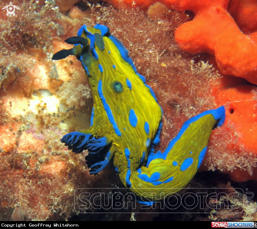 A Verco's Nudibranch