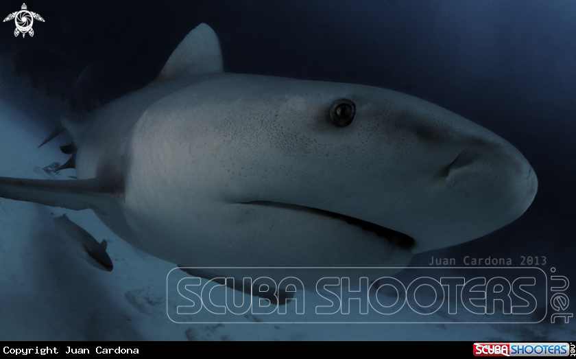A Bull shark