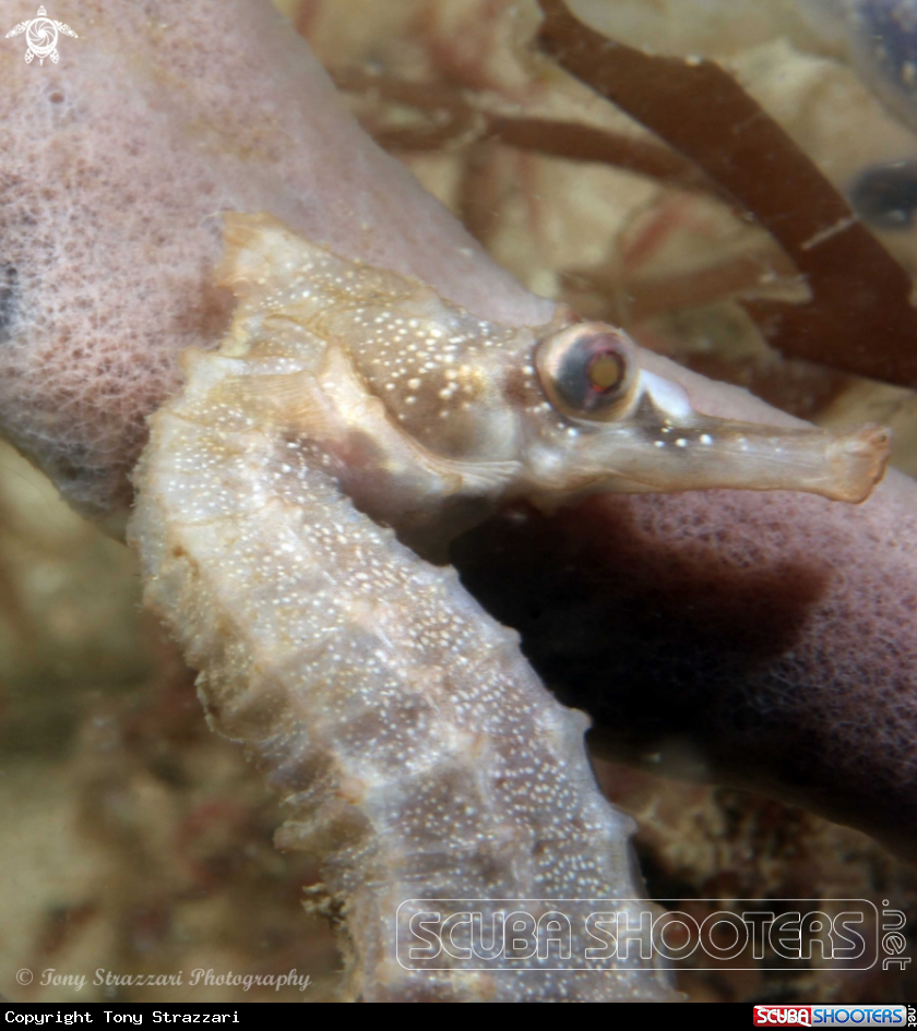 A White's seahorse