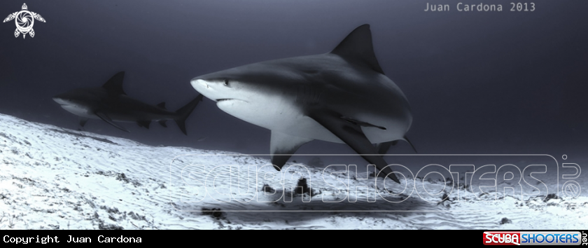 A Bull shark