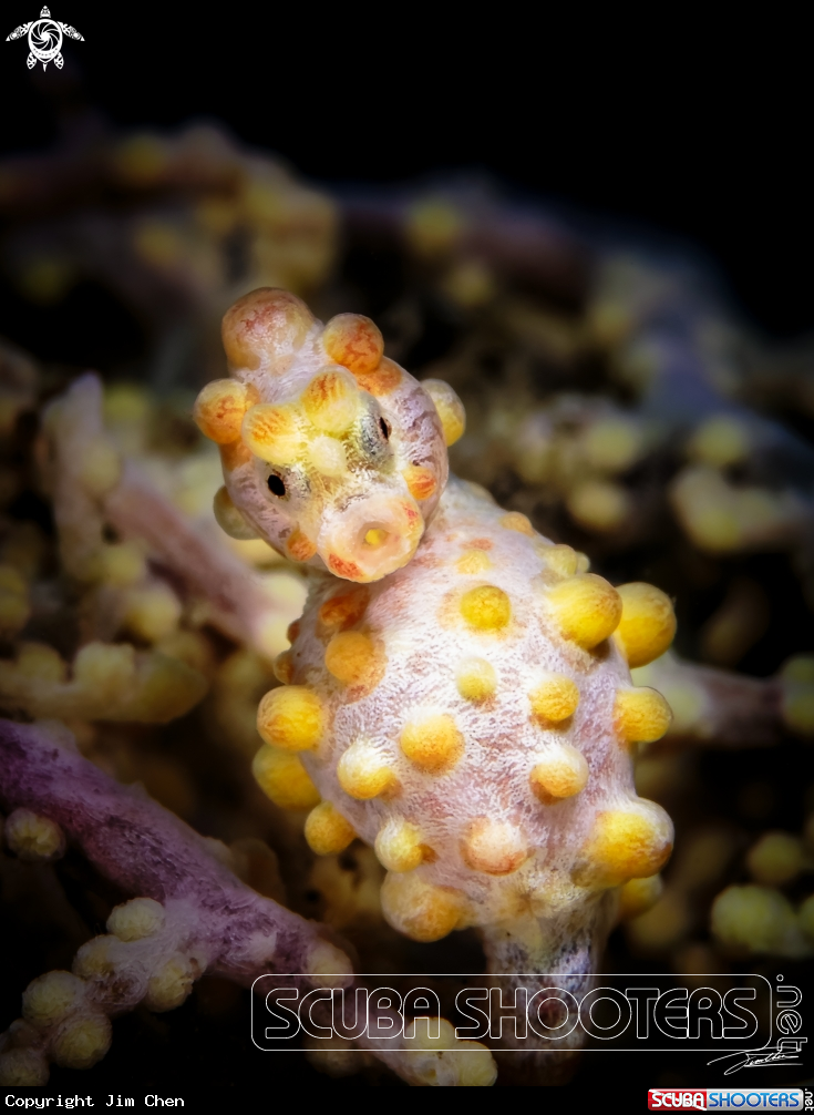 A Pygmy Seahorse