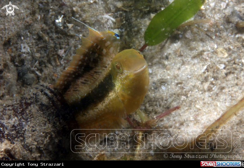A Brown Sabretooth Blenny