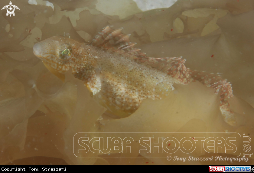 A Brown Sabretooth Blenny