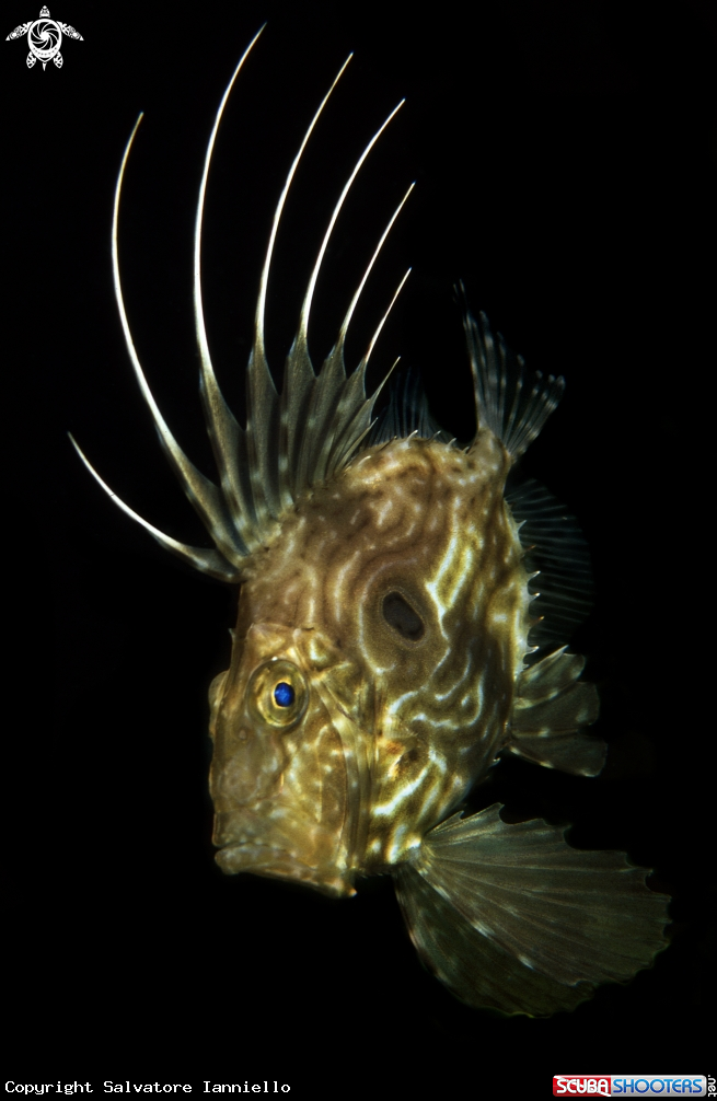 A underwater creature