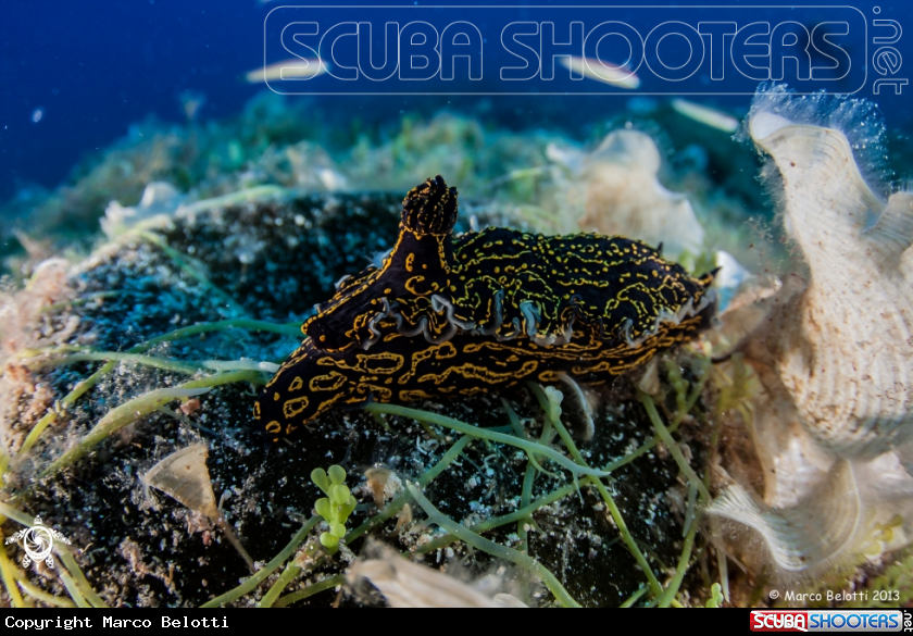 A nudibranch